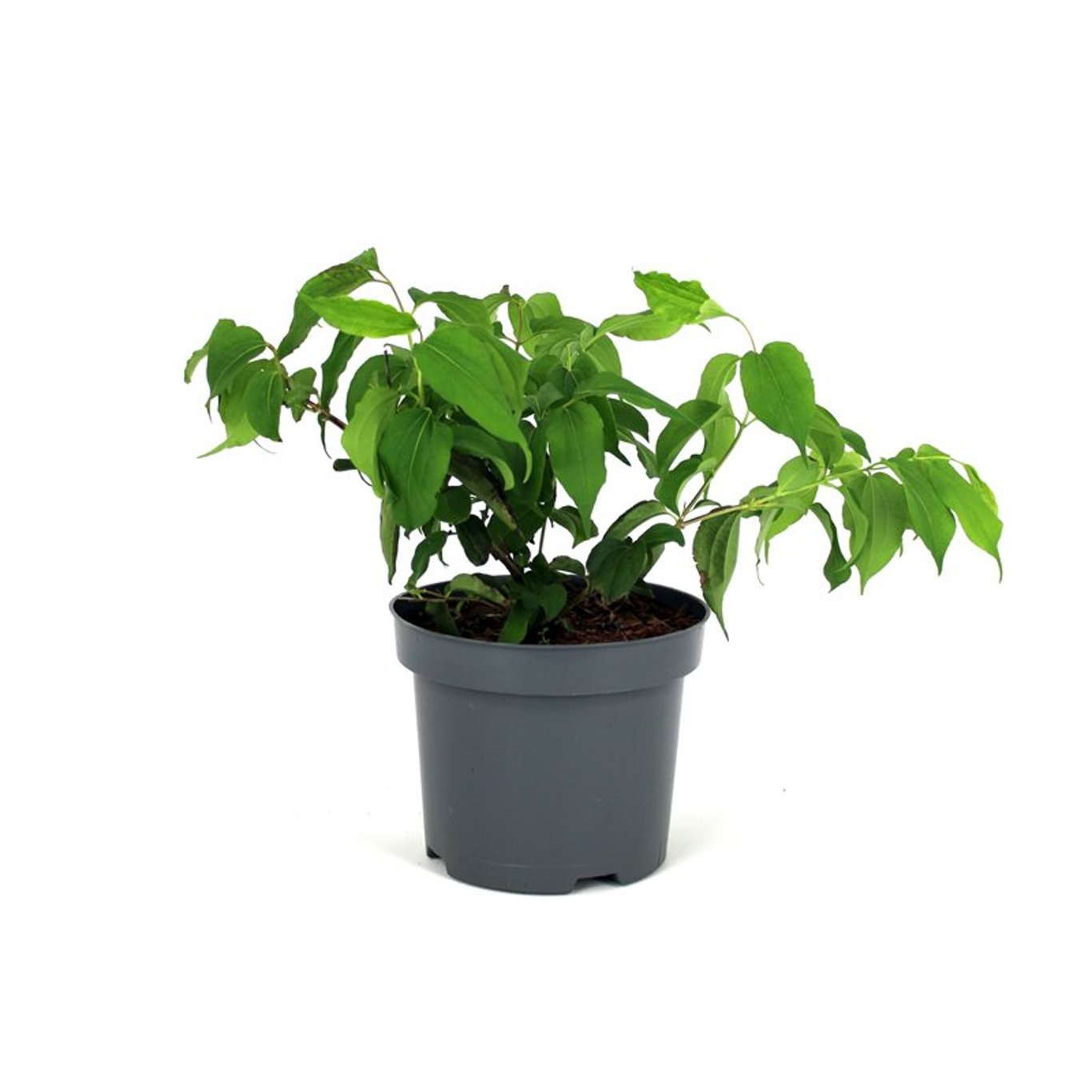 Heptacodium miconioides - C12 80-100 CM